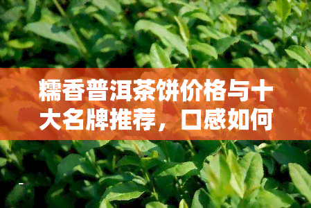 糯香普洱茶饼价格与十大名牌推荐，口感如何？附图片及相关信息