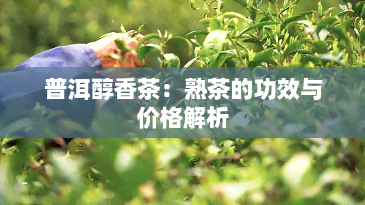 普洱醇香茶：熟茶的功效与价格解析