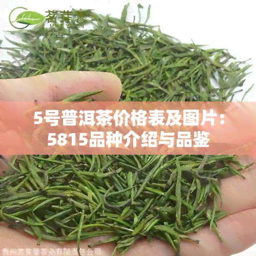 5号普洱茶价格表及图片：5815品种介绍与品鉴