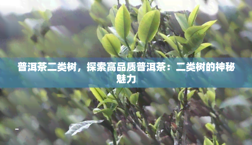 普洱茶二类树，探索高品质普洱茶：二类树的神秘魅力