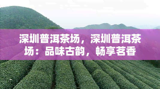 深圳普洱茶场，深圳普洱茶场：品味古韵，畅享茗香