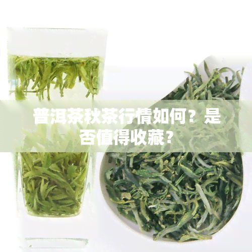 普洱茶秋茶行情如何？是否值得收藏？