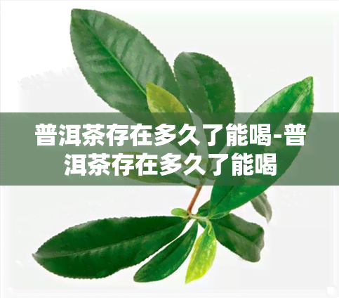 普洱茶存在多久了能喝-普洱茶存在多久了能喝