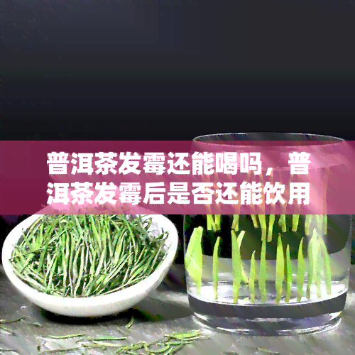 普洱茶发霉还能喝吗，普洱茶发霉后是否还能饮用？专家为你解答