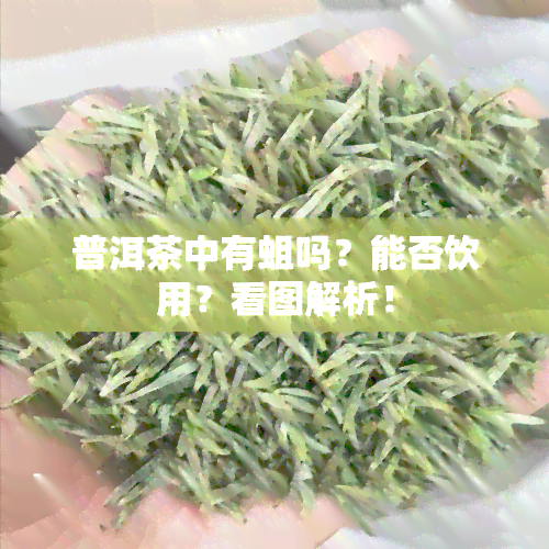 普洱茶中有蛆吗？能否饮用？看图解析！