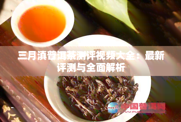 三月滇普洱茶测评视频大全：最新评测与全面解析