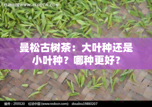 曼松古树茶：大叶种还是小叶种？哪种更好？