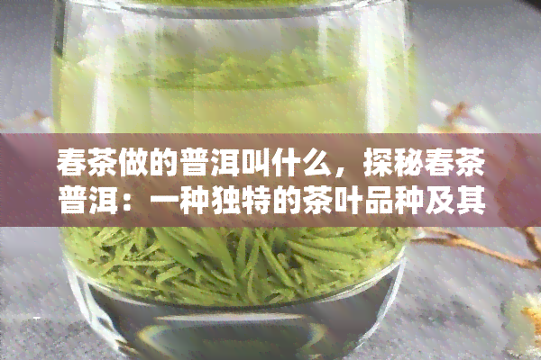 春茶做的普洱叫什么，探秘春茶普洱：一种独特的茶叶品种及其制作过程