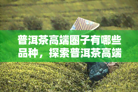 普洱茶高端圈子有哪些品种，探索普洱茶高端圈子：品种大盘点