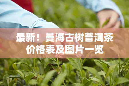 最新！曼海古树普洱茶价格表及图片一览