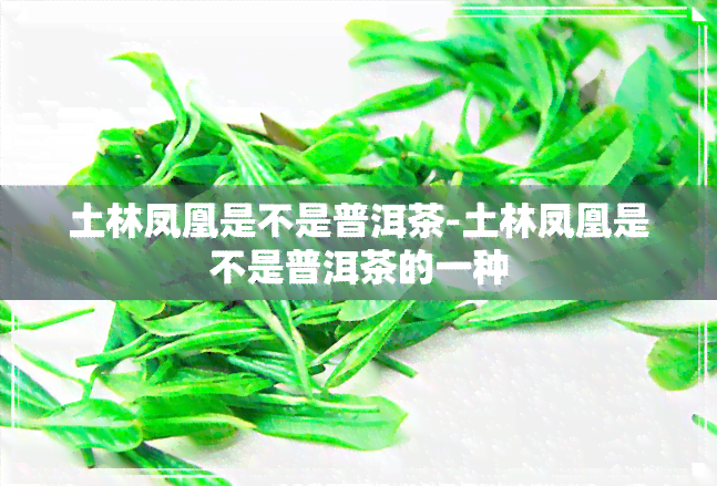 土林凤凰是不是普洱茶-土林凤凰是不是普洱茶的一种