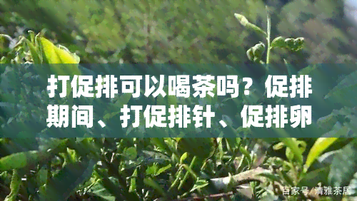 打促排可以喝茶吗？促排期间、打促排针、促排卵期间能否饮茶？