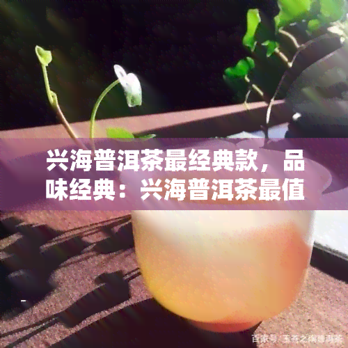 兴海普洱茶最经典款，品味经典：兴海普洱茶最值得尝试的款式