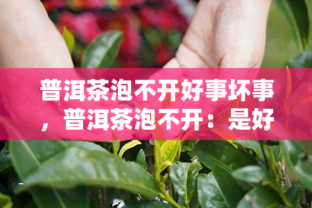 普洱茶泡不开好事坏事，普洱茶泡不开：是好事还是坏事？