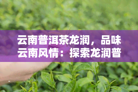 云南普洱茶龙润，品味云南风情：探索龙润普洱茶的世界