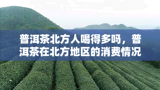 普洱茶北方人喝得多吗，普洱茶在北方地区的消费情况分析