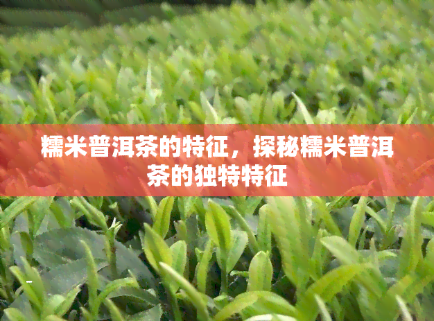 糯米普洱茶的特征，探秘糯米普洱茶的独特特征