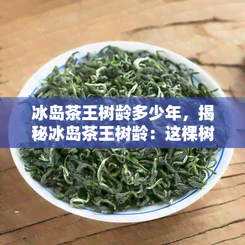 冰岛茶王树龄多少年，揭秘冰岛茶王树龄：这棵树已经活了多少年？