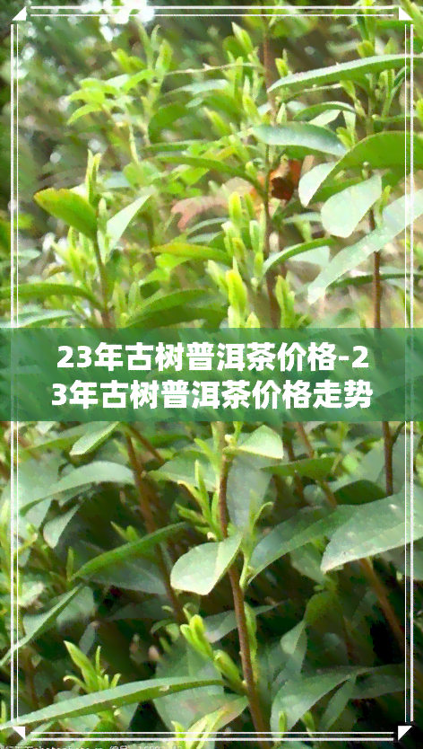 23年古树普洱茶价格-23年古树普洱茶价格走势