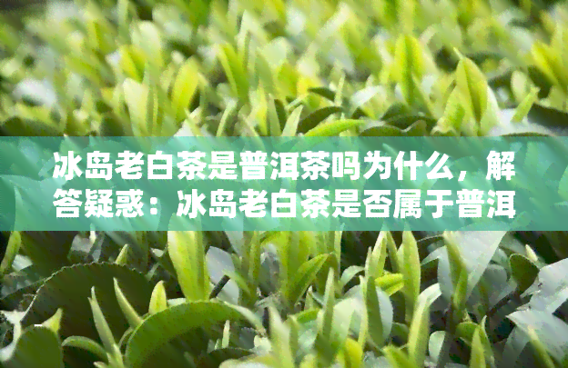 冰岛老白茶是普洱茶吗为什么，解答疑惑：冰岛老白茶是否属于普洱茶？原因解析