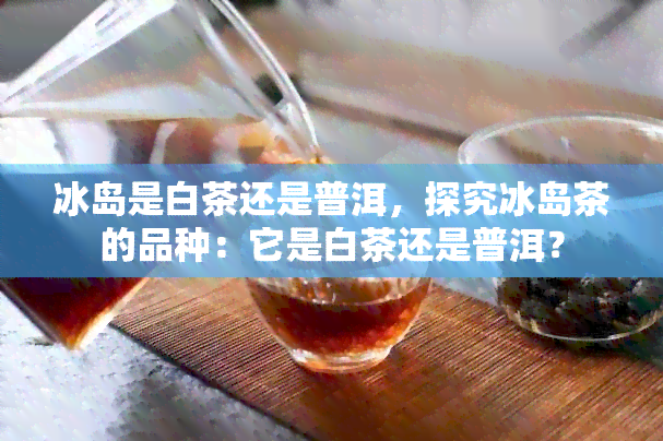 冰岛是白茶还是普洱，探究冰岛茶的品种：它是白茶还是普洱？