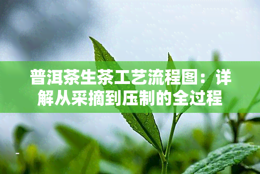 普洱茶生茶工艺流程图：详解从采摘到压制的全过程