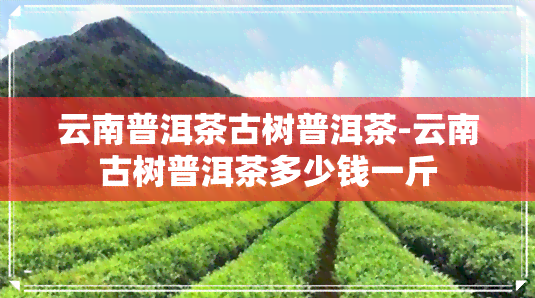 云南普洱茶古树普洱茶-云南古树普洱茶多少钱一斤