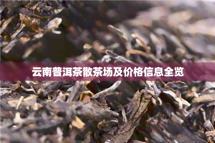 云南普洱茶散茶场及价格信息全览