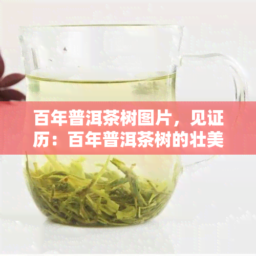 百年普洱茶树图片，见证历：百年普洱茶树的壮美照片