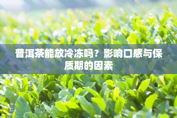 普洱茶能放冷冻吗？影响口感与保质期的因素