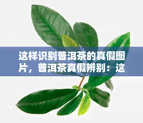 这样识别普洱茶的真假图片，普洱茶真假辨别：这样识别，再也不怕被骗了！