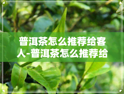 普洱茶怎么推荐给客人-普洱茶怎么推荐给客人喝