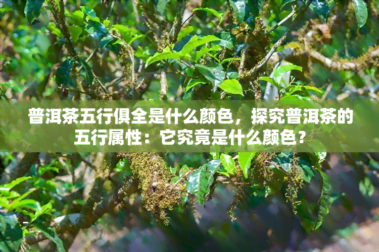 普洱茶五行俱全是什么颜色，探究普洱茶的五行属性：它究竟是什么颜色？