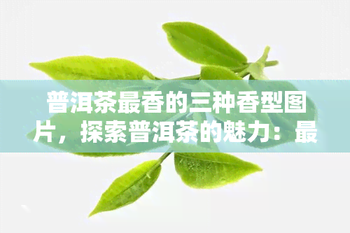 普洱茶最香的三种香型图片，探索普洱茶的魅力：最香的三种香型图片解析