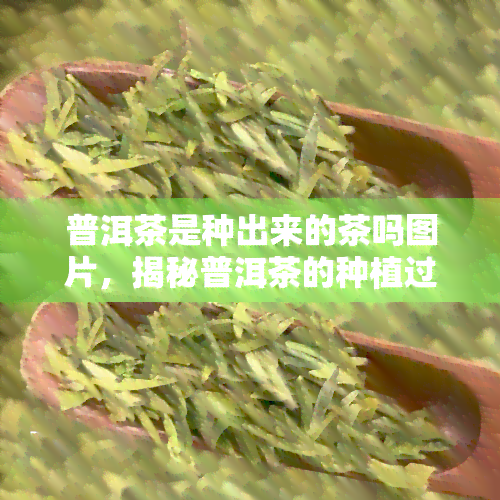 普洱茶是种出来的茶吗图片，揭秘普洱茶的种植过程：从茶园到杯中，你不知道的故事！