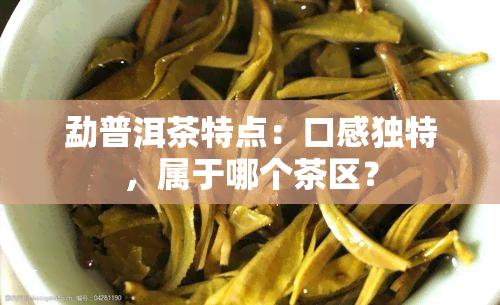 勐普洱茶特点：口感独特，属于哪个茶区？