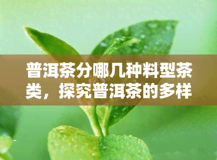 普洱茶分哪几种料型茶类，探究普洱茶的多样性：揭秘不同料型与茶类的区别