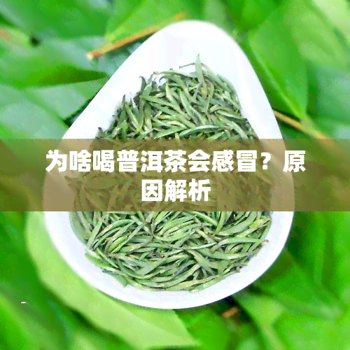 为啥喝普洱茶会感冒？原因解析