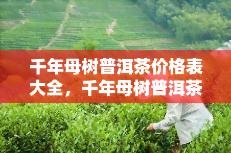 千年母树普洱茶价格表大全，千年母树普洱茶价格大全：一稀世珍品的市场价格