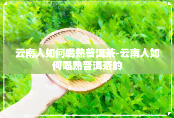 云南人如何喝熟普洱茶-云南人如何喝熟普洱茶的