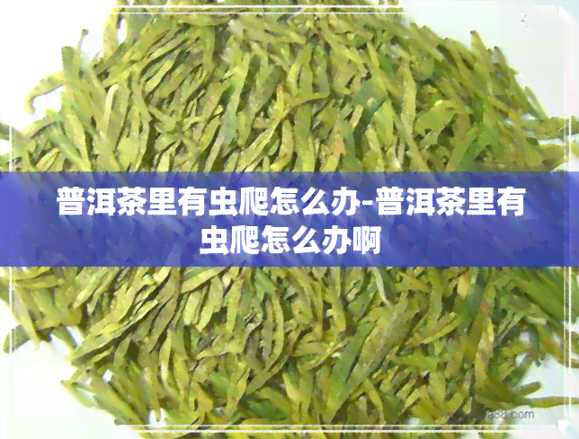 普洱茶里有虫爬怎么办-普洱茶里有虫爬怎么办啊