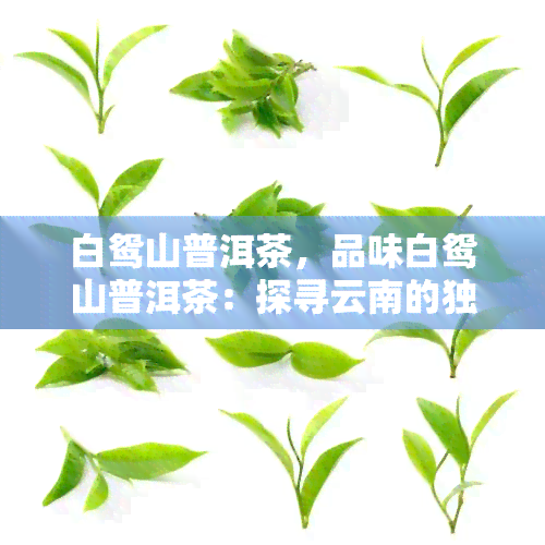 白鸳山普洱茶，品味白鸳山普洱茶：探寻云南的独特韵味