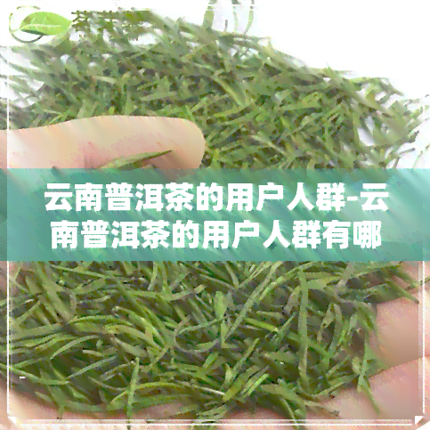 云南普洱茶的用户人群-云南普洱茶的用户人群有哪些