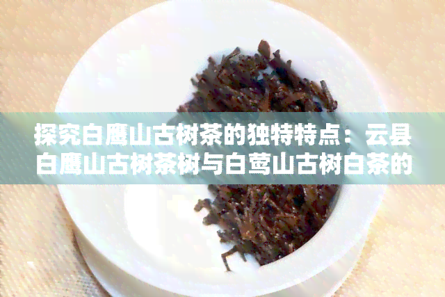 探究白鹰山古树茶的独特特点：云县白鹰山古树茶树与白莺山古树白茶的比较