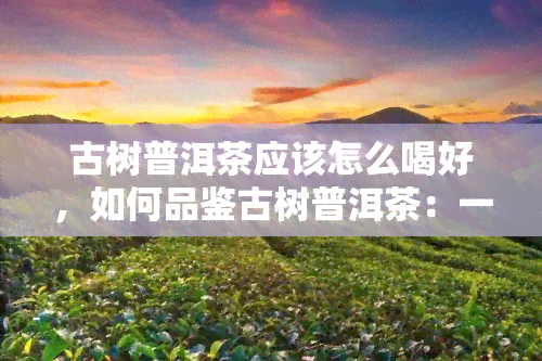 古树普洱茶应该怎么喝好，如何品鉴古树普洱茶：一份详尽的饮用指南