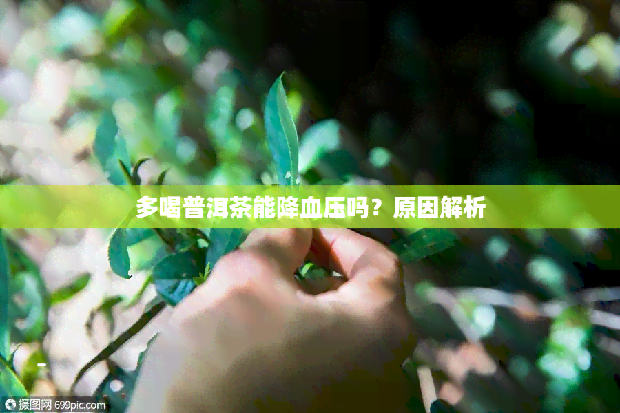 多喝普洱茶能降血压吗？原因解析