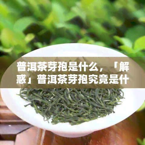 普洱茶芽孢是什么，「解惑」普洱茶芽孢究竟是什么？