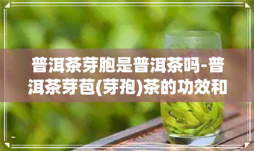 普洱茶芽胞是普洱茶吗-普洱茶芽苞(芽孢)茶的功效和特点