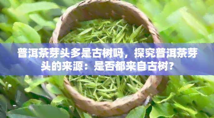 普洱茶芽头多是古树吗，探究普洱茶芽头的来源：是否都来自古树？