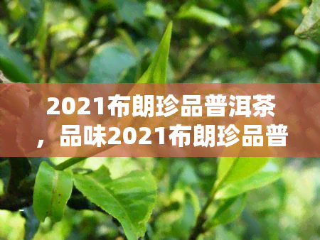 2021布朗珍品普洱茶，品味2021布朗珍品普洱茶：独特的口感与香气体验